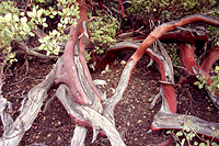 Red Manzanita