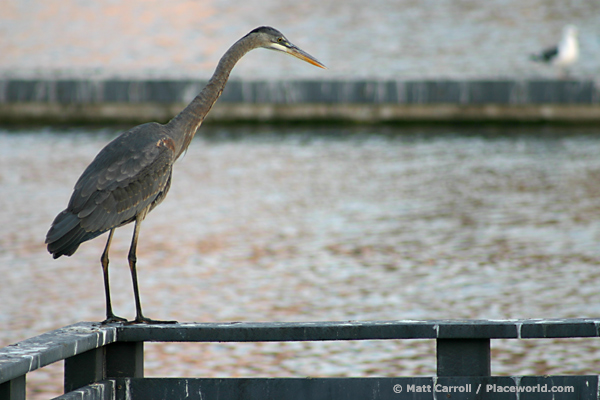 Great Blue Heron - Ardea herodias - perched on railing - photographer Matt Carroll