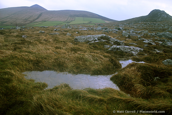 bogland at Clogher Head