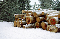 Timber Management