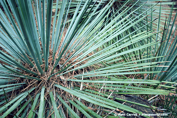 mountain urchin