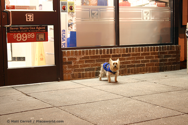 7-Eleven Dog