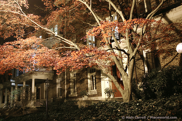 Japanese Maple on Wyoming Avenue