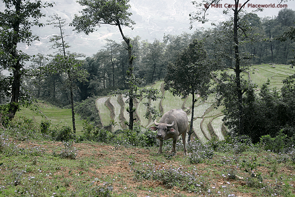 Rice Terrace with Bovine