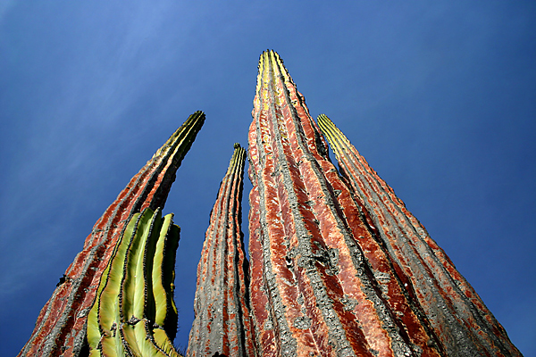 red Cardon Cactus - Pachycereus pringlei