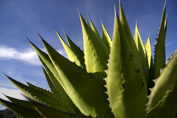 Coastal Agave - agave shawii