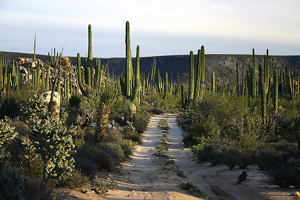 road through cardon forest