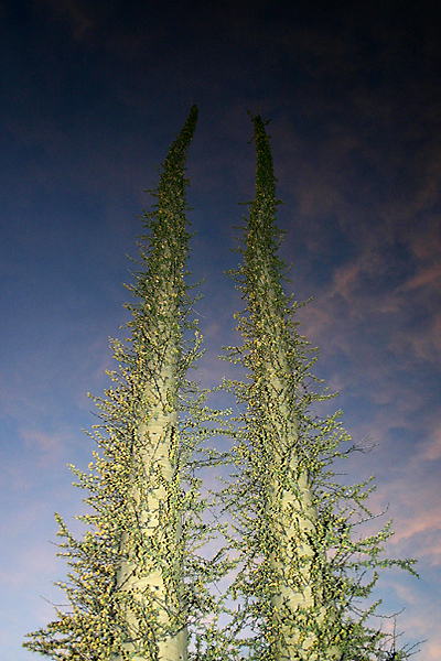 two Boojum - cirio - Fouquieria columnaris
