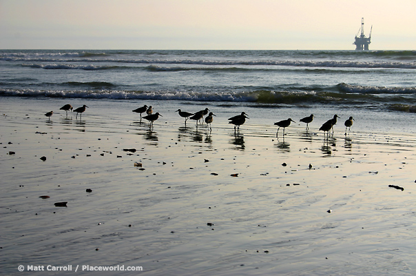 sandpipers (Calidris mauri) and offshore drilling platform