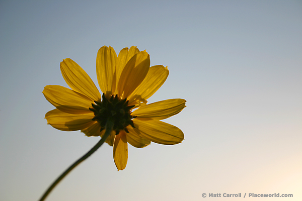 California Bush Sunflower - Encelia californica