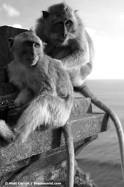 Long-tailed Macaques - Macaca fascicularis