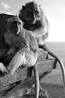 Long-tailed macaque monkeys (Macaca fascicularis), Bali, Indonesia