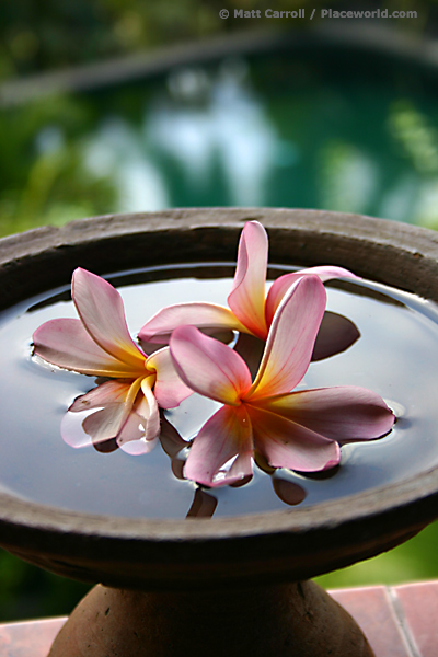 frangipani still life