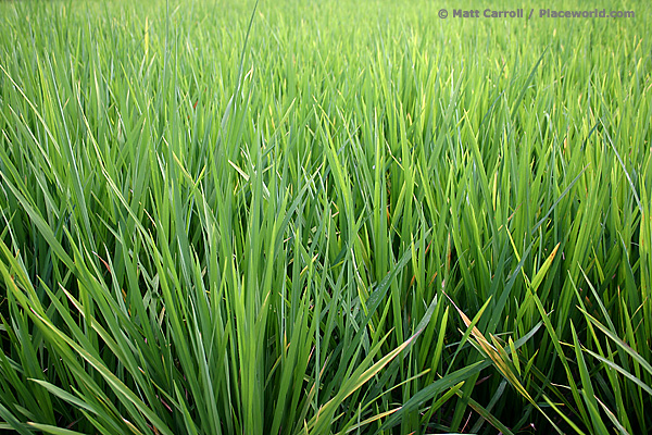 closeup of rice plants