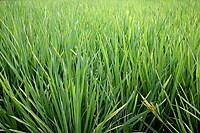 Rice plants, Bali, Indonesia