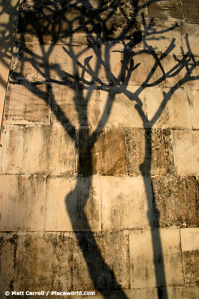 frangipani shadow