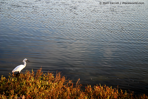 Snowy Egret - Egretta thula