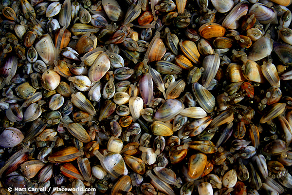 Bean Clams - Donax gouldii