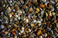 Bean clams (Donax gouldii) at Bolsa Chica State Beach, California