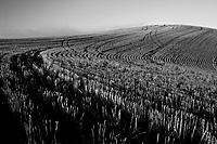 Across the Grain, Cholame Hills, California