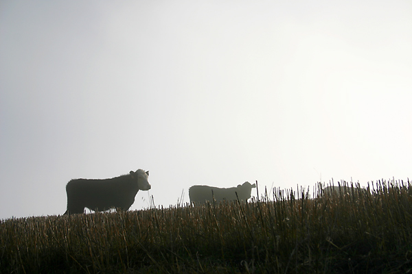 cows in fog