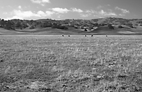 Cattle Grazing on San Andreas Fault, Cholame Valley, California