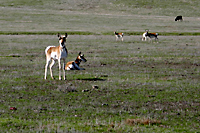 Pronghorn (Antilocapra americana) on San Andreas Fault, Cholame Valley, California