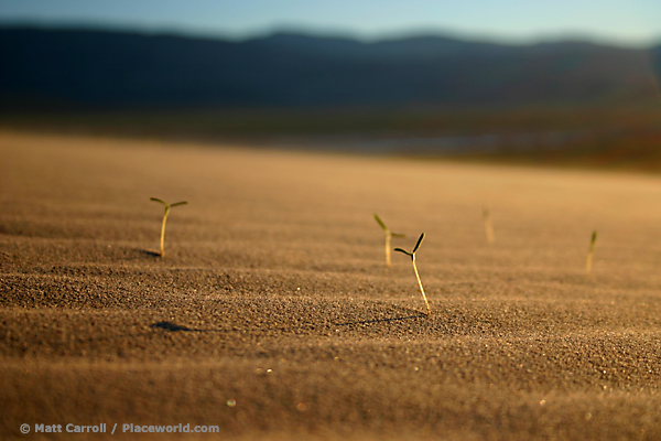 oblique view of sprouting plants on desert dunes