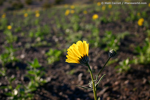 one Desert Sunflower - Geraea canescens