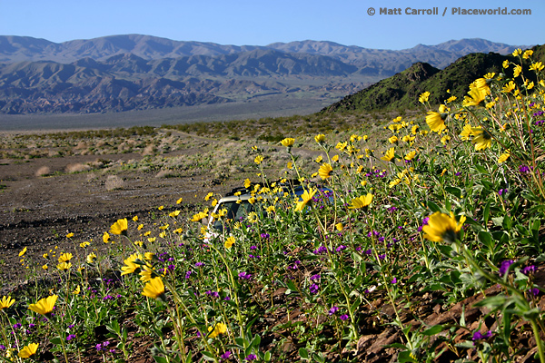 Canterbury bells (Phacelia campanularia) and Desert sunflowers (Geraea canescens)