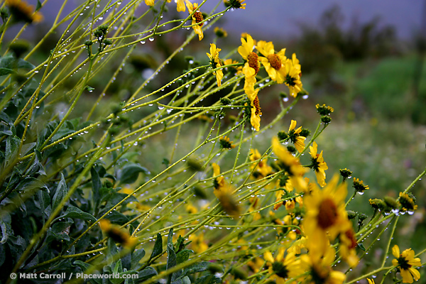 Brittlebush in rain - Encilia farinosa