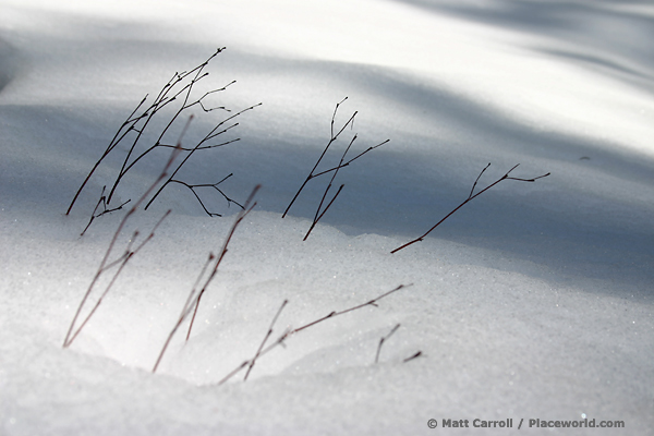 dormant plants poking through the snow on mountain slope