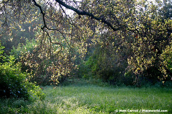 Coast Live Oak - Quercus agrifolia