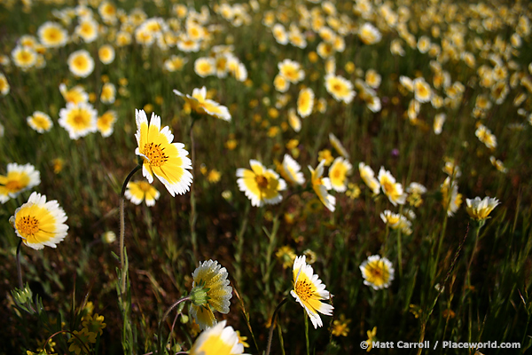 field of Tidy Tips - Layia platyglossa