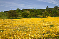 Wildflowers on Central California Backroad