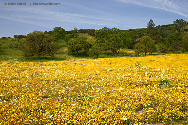 field of yellow flowers with oaks in background