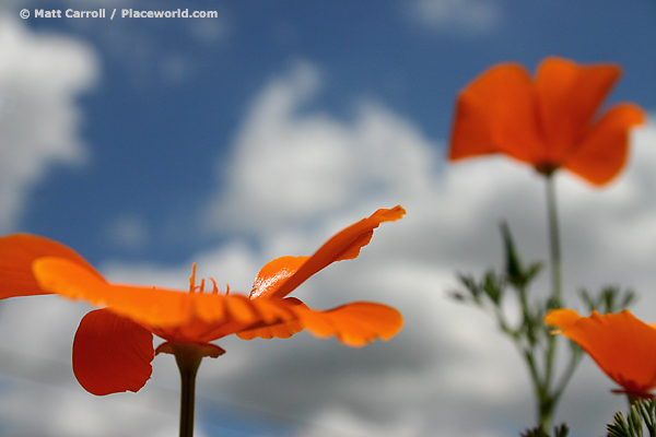 California Poppies - Eschscholzia californica