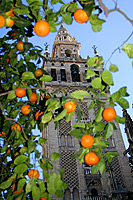 Giralda from Patio de los Naranjos, Seville