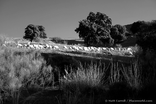 black and white sheep in the countryside